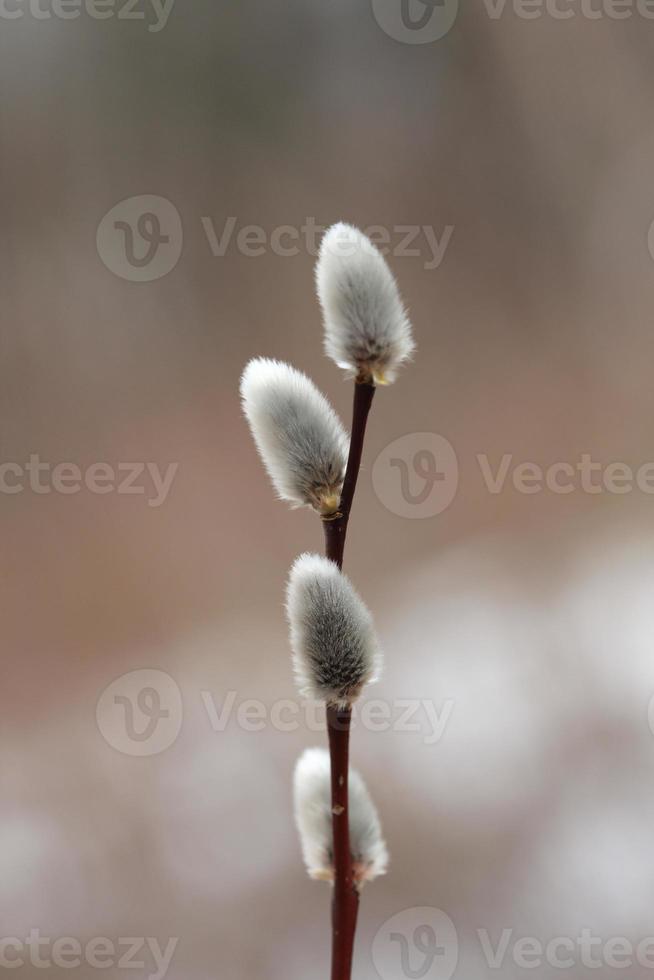 Pussy Willow in Spring photo