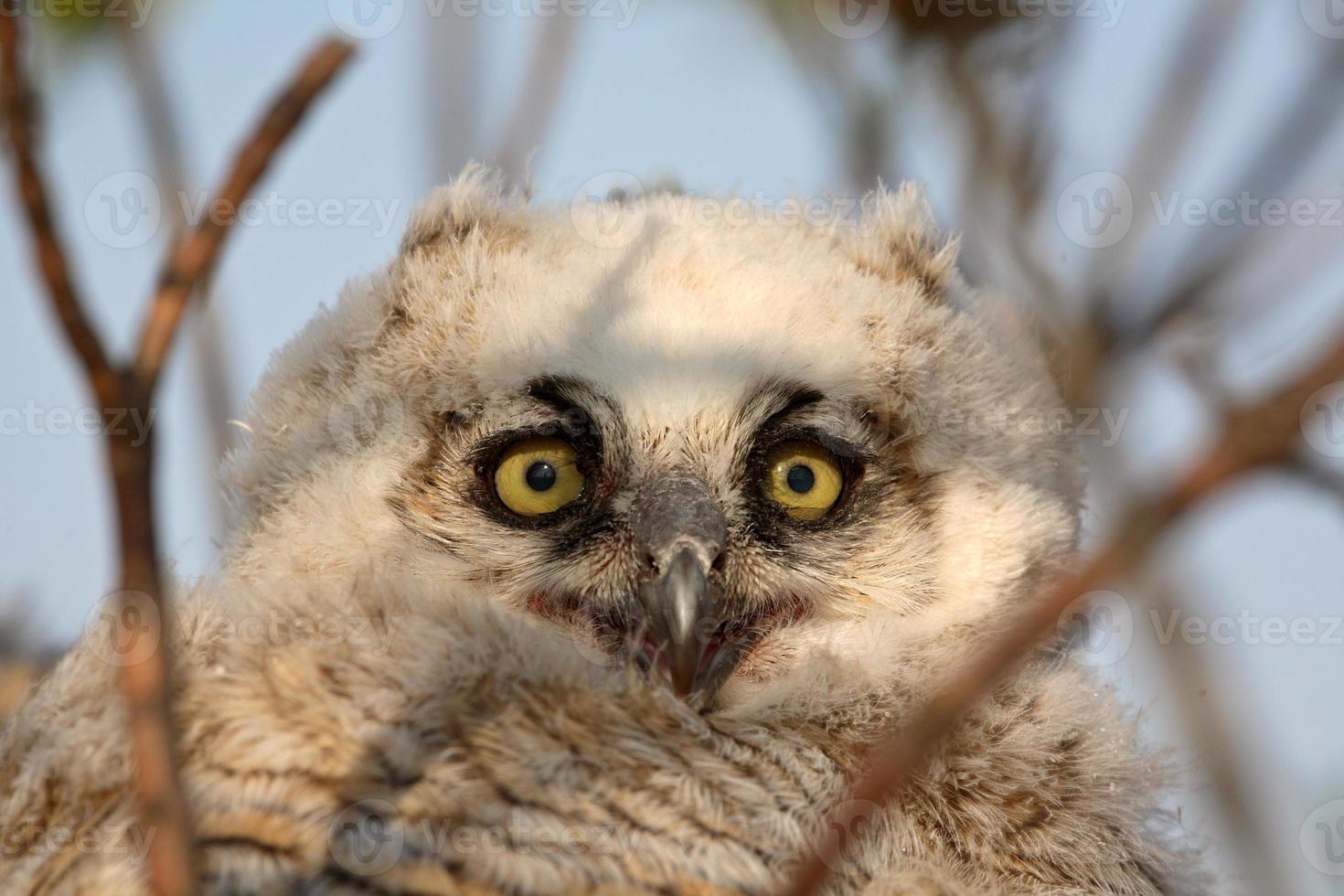 Owlet in nest in Saskatchewan photo