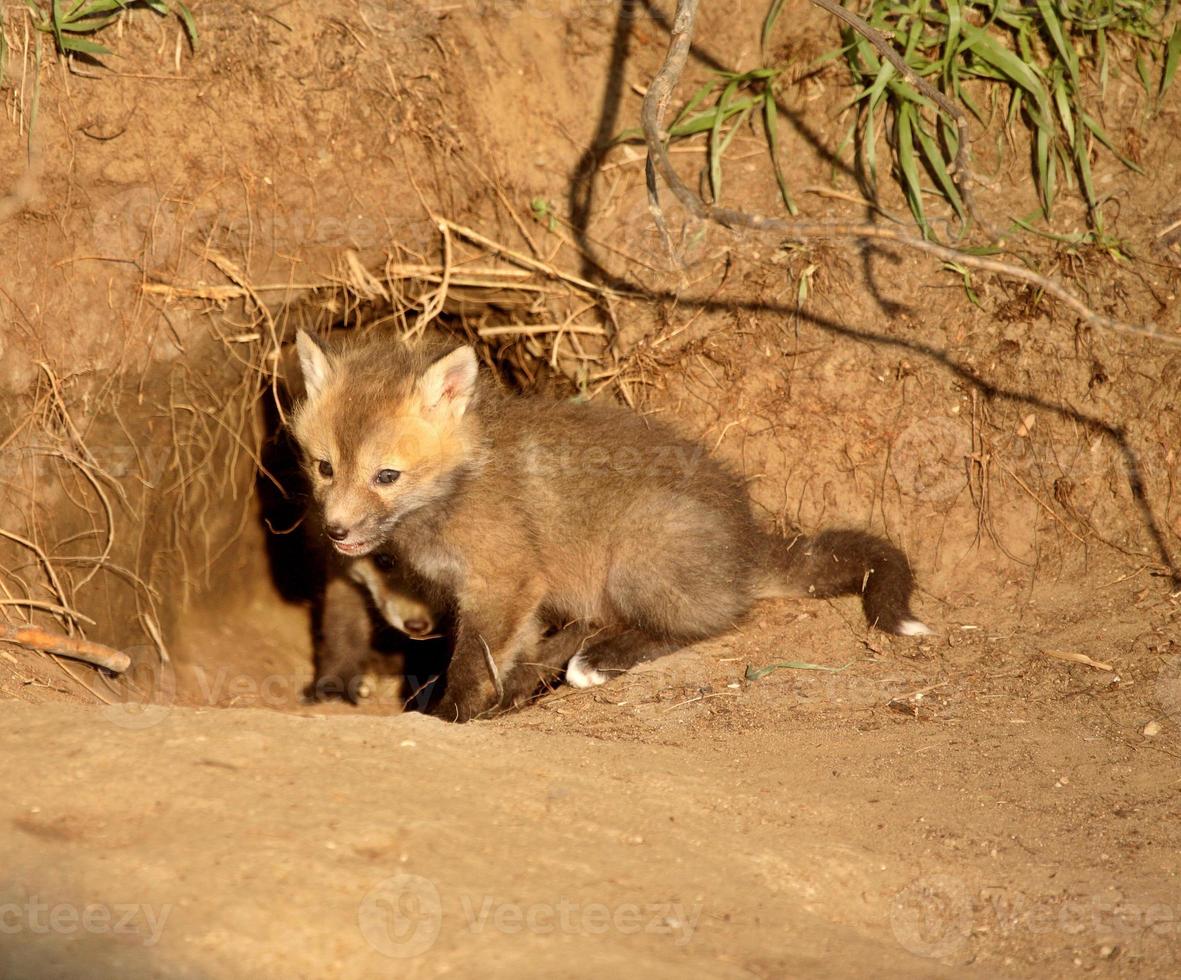 Red Fox kits at den entrance in Saskatchewan photo