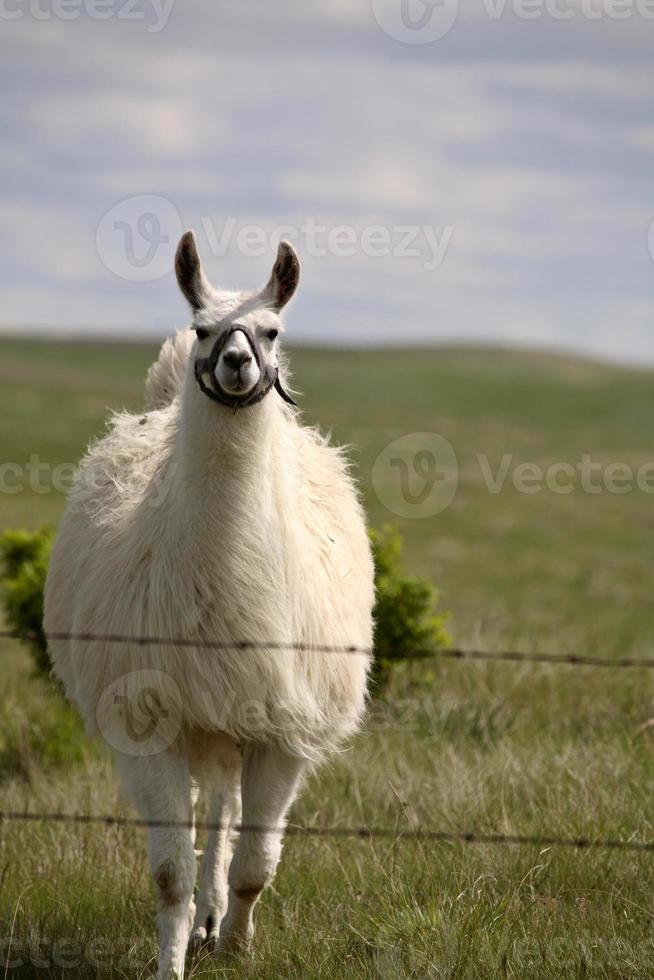 llama cerca de la cerca de alambre de púas en el pintoresco saskatchewan foto