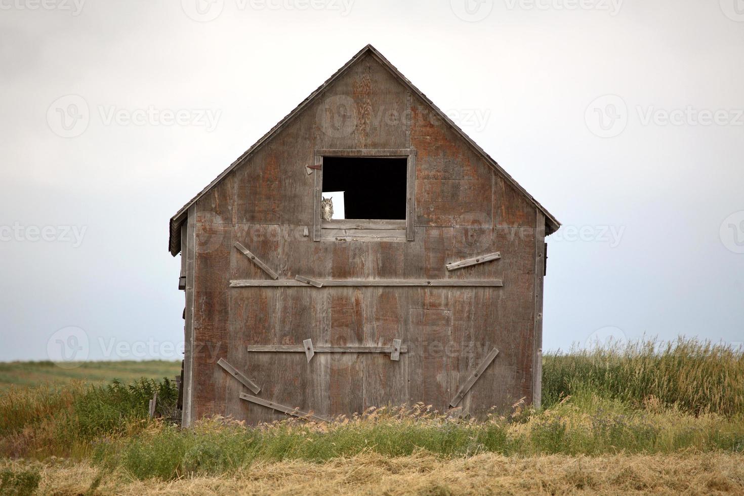 Owl in window of old granary in scenic Saskatchewan photo