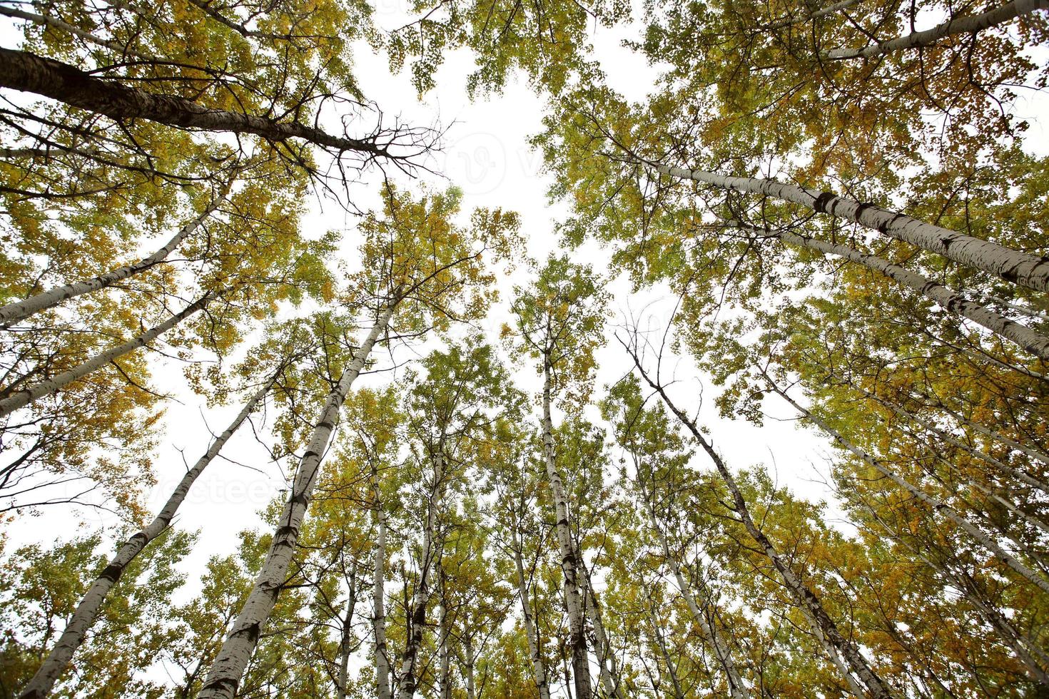 Looking up through Aspen trees in fall photo