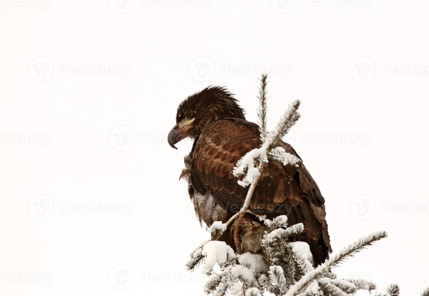 águila calva encaramado en el árbol foto