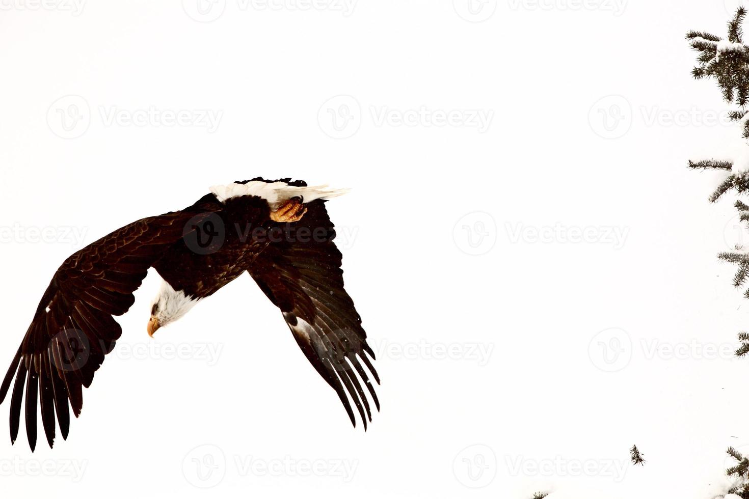 águila calva tomando vuelo de un árbol foto