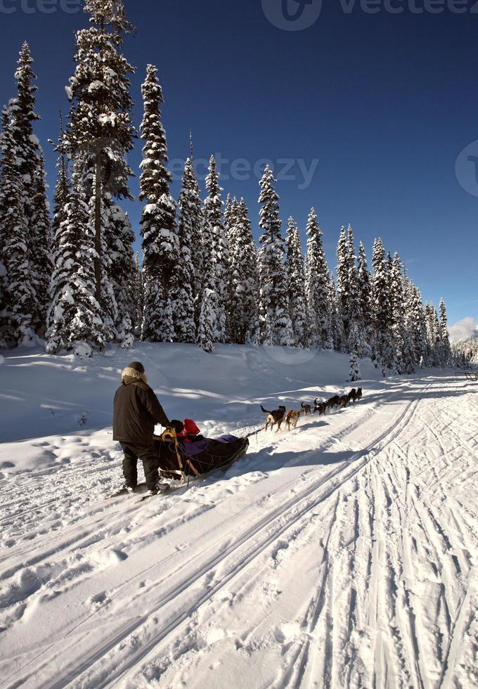 Dogsled racing in Alberta photo