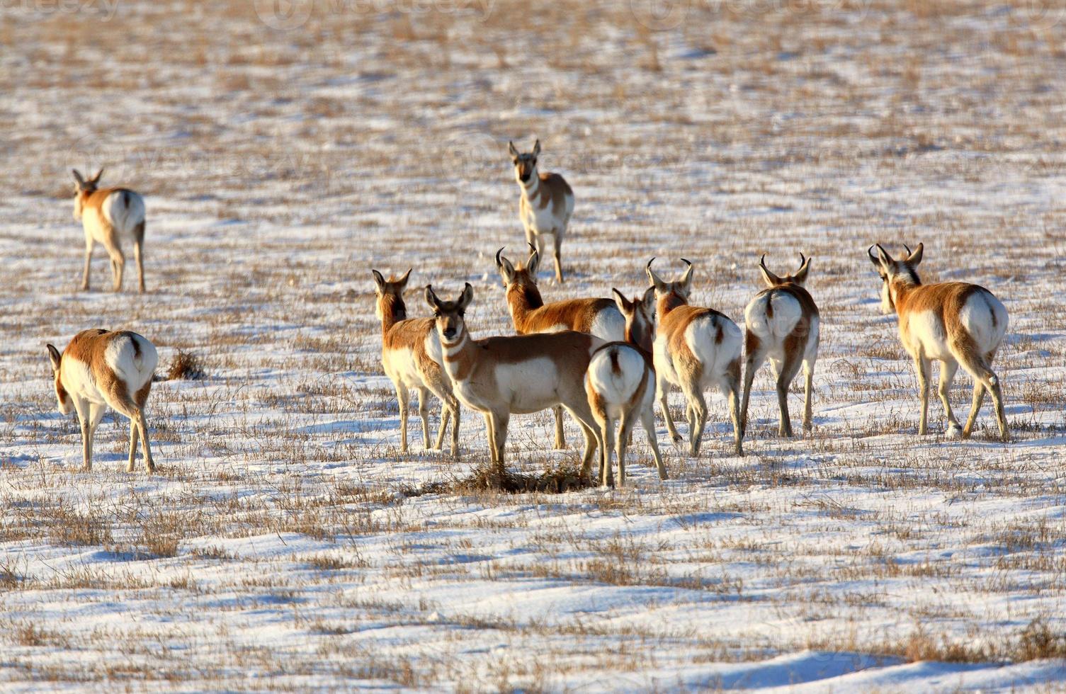 Herd of Pronghorn Antelope in winter photo