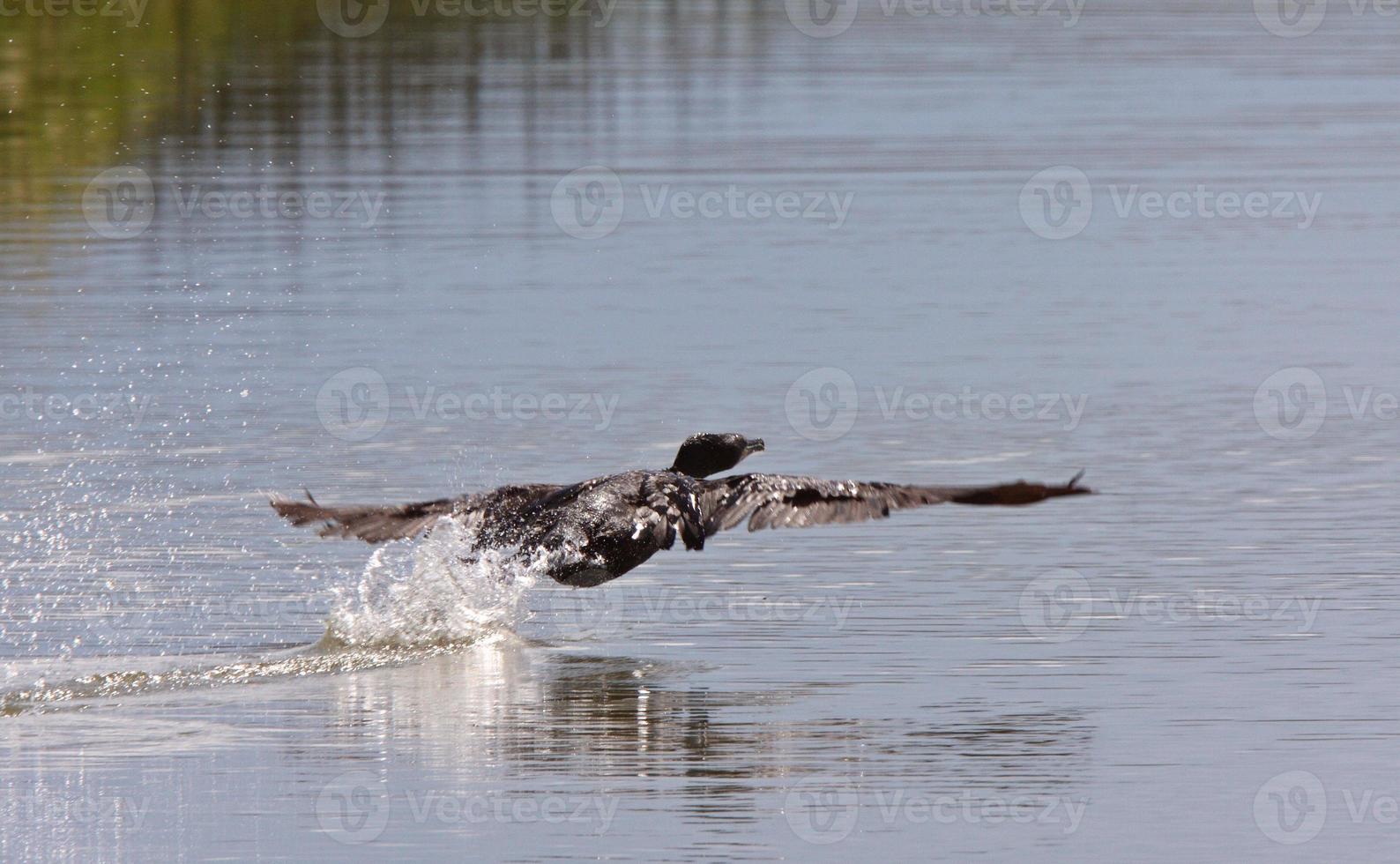 Cormorant taking flight from water photo