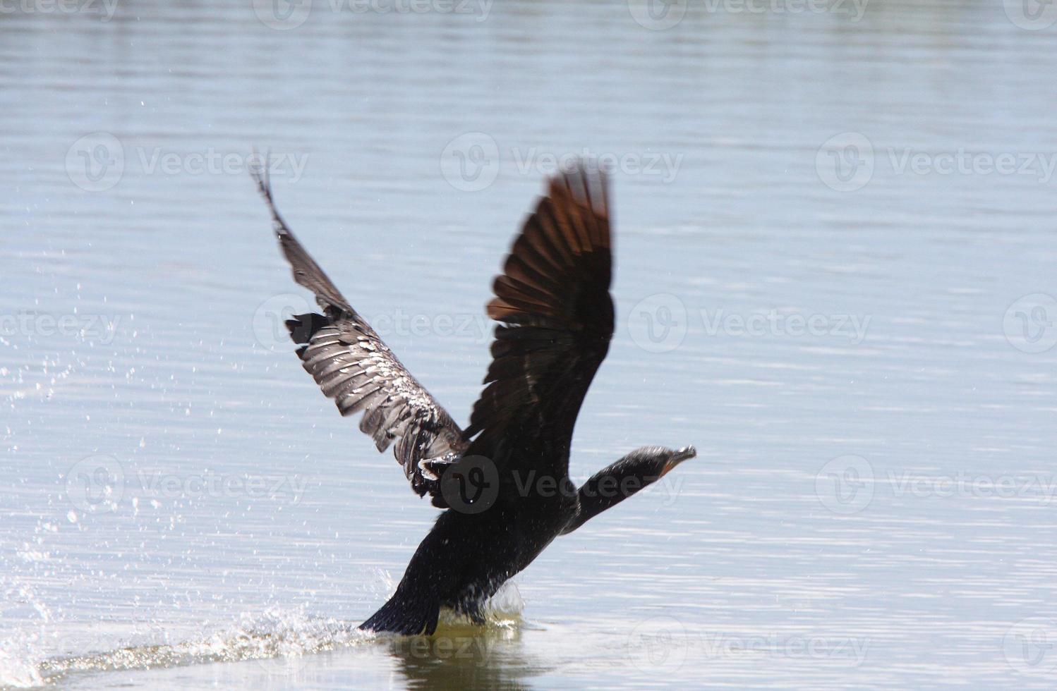 Cormorant taking flight from water photo