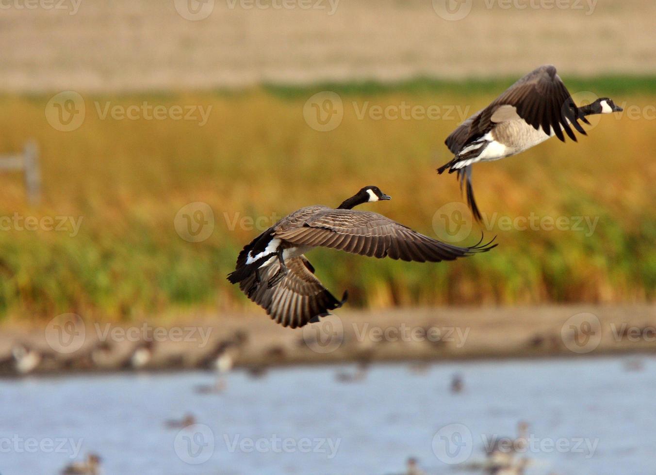 Canada Geese taking flight from Prairies pond photo