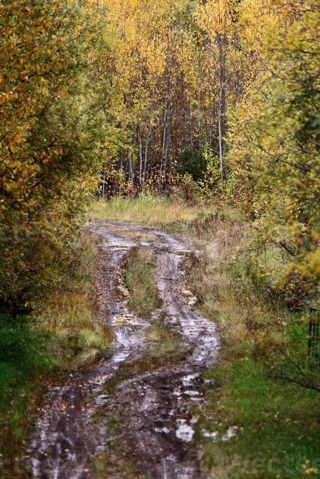 Autmn leaves along a muddy trail in Cypress Hills photo