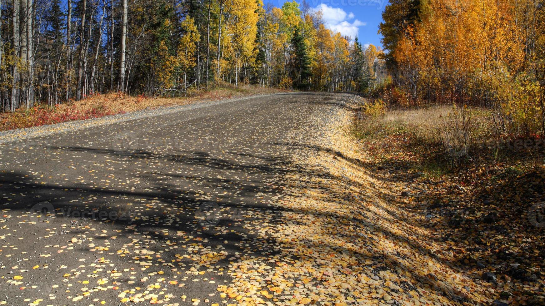 Autumn leaves along Northern British Columbia road photo