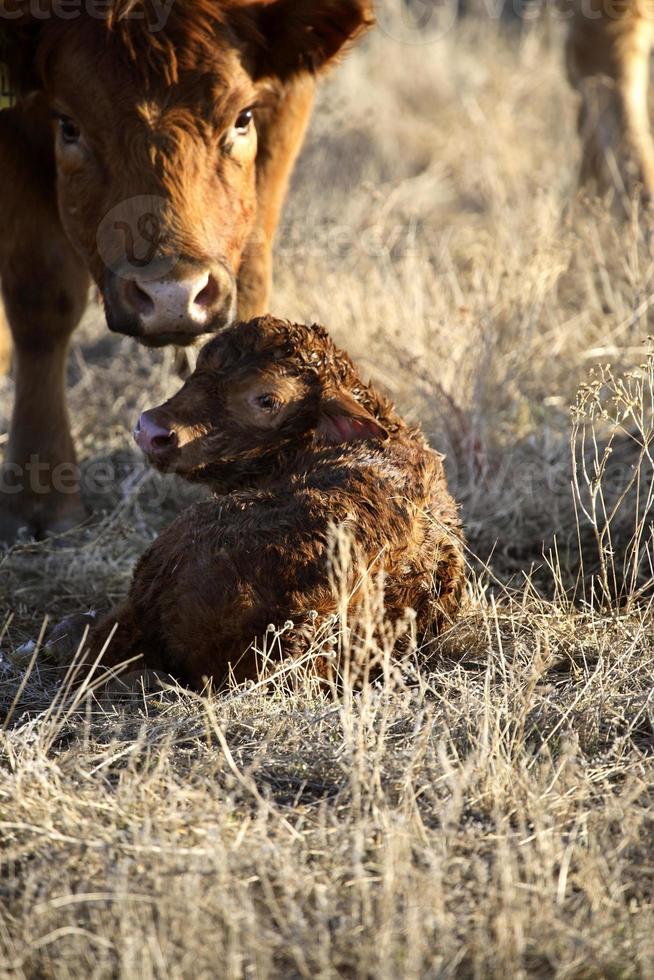 becerro recién nacido siendo limpiado por la madre foto