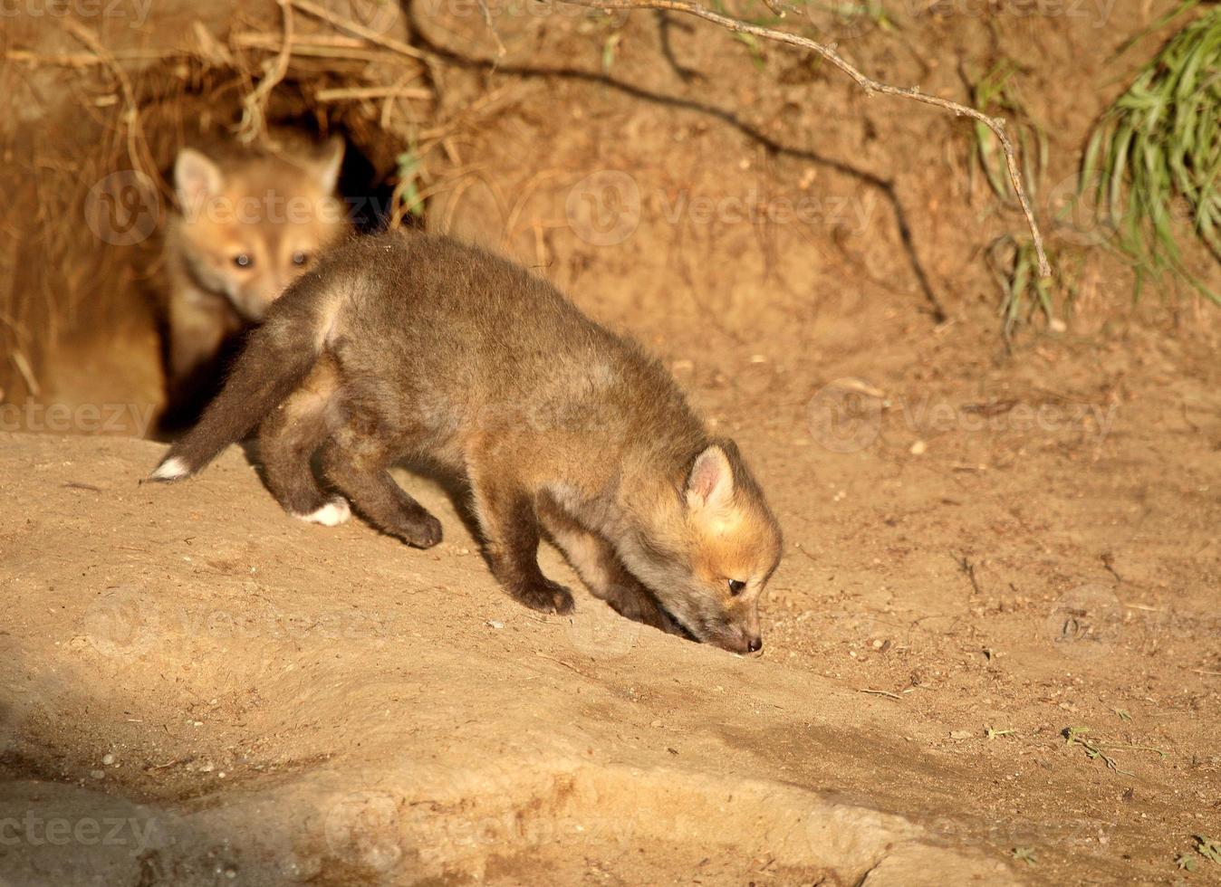 Red Fox kits at den entrance in Saskatchewan photo