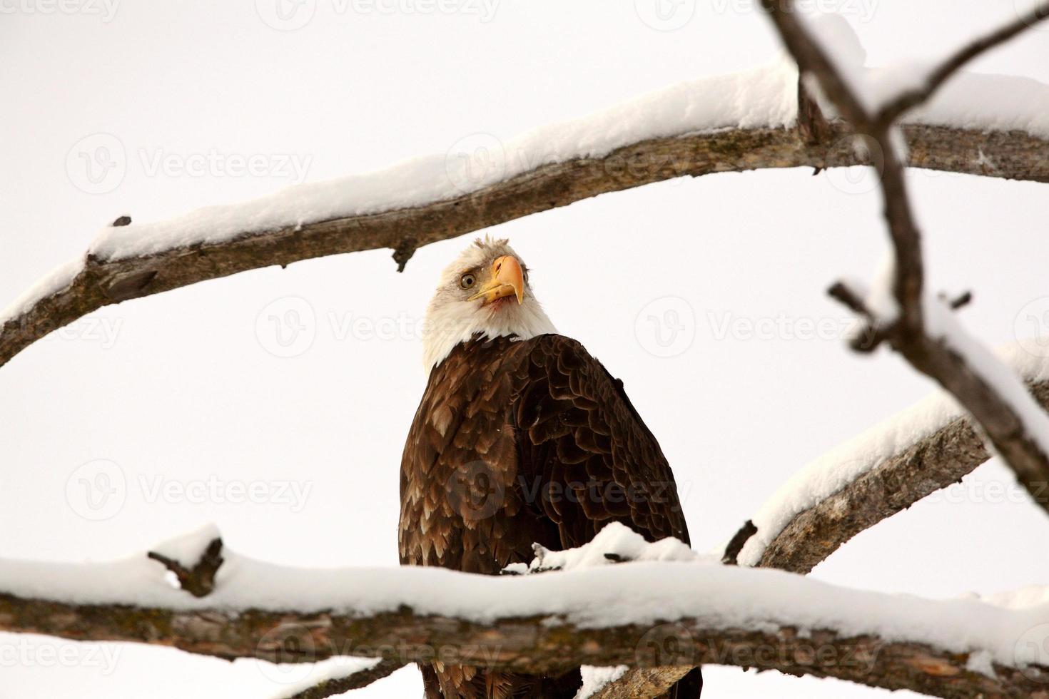 águila calva encaramado en el árbol foto