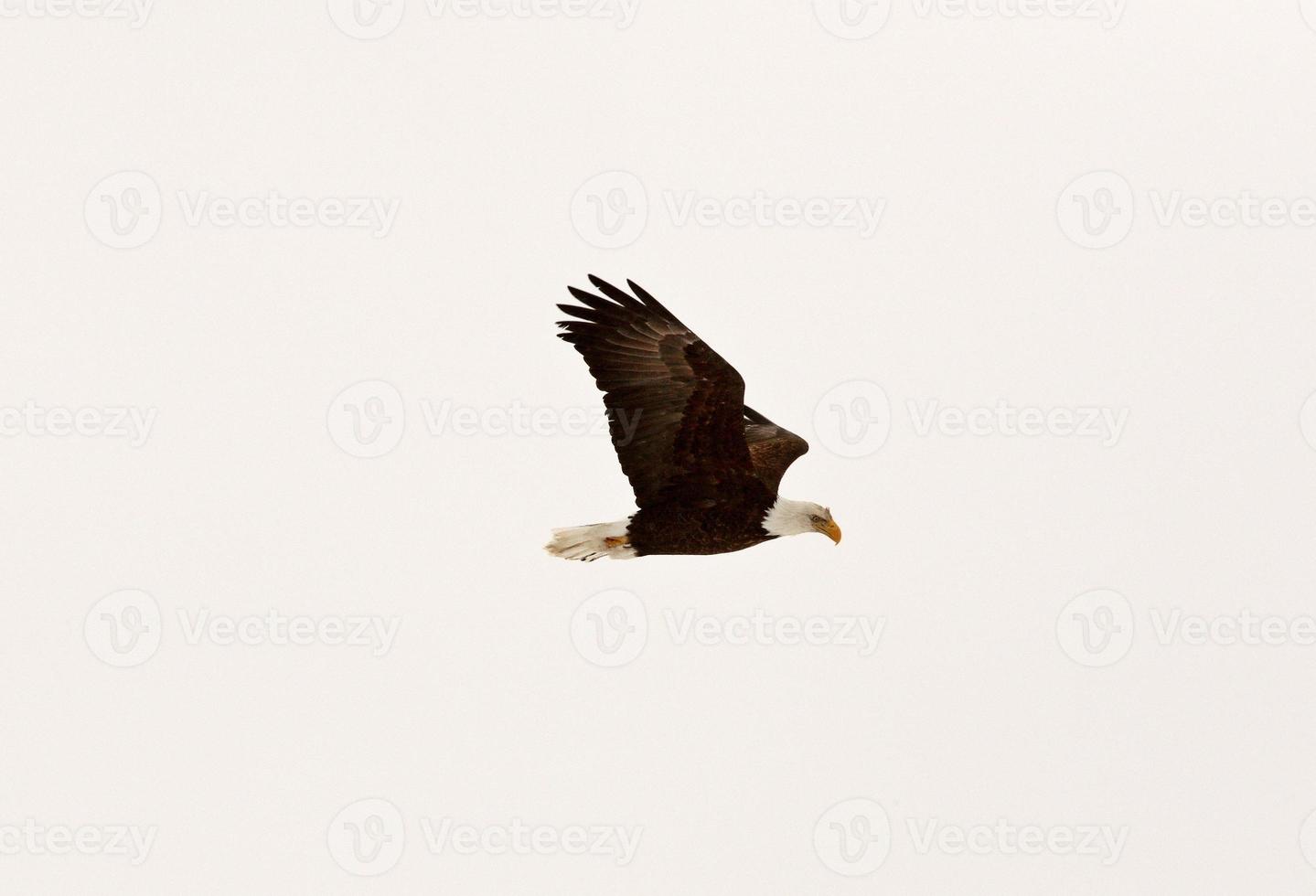 águila calva en vuelo foto