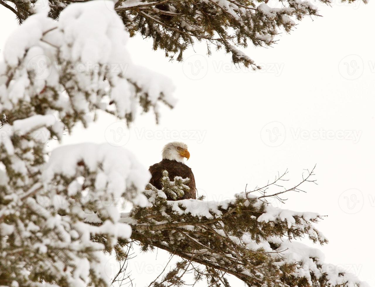 Bald Eagle perched in tree photo