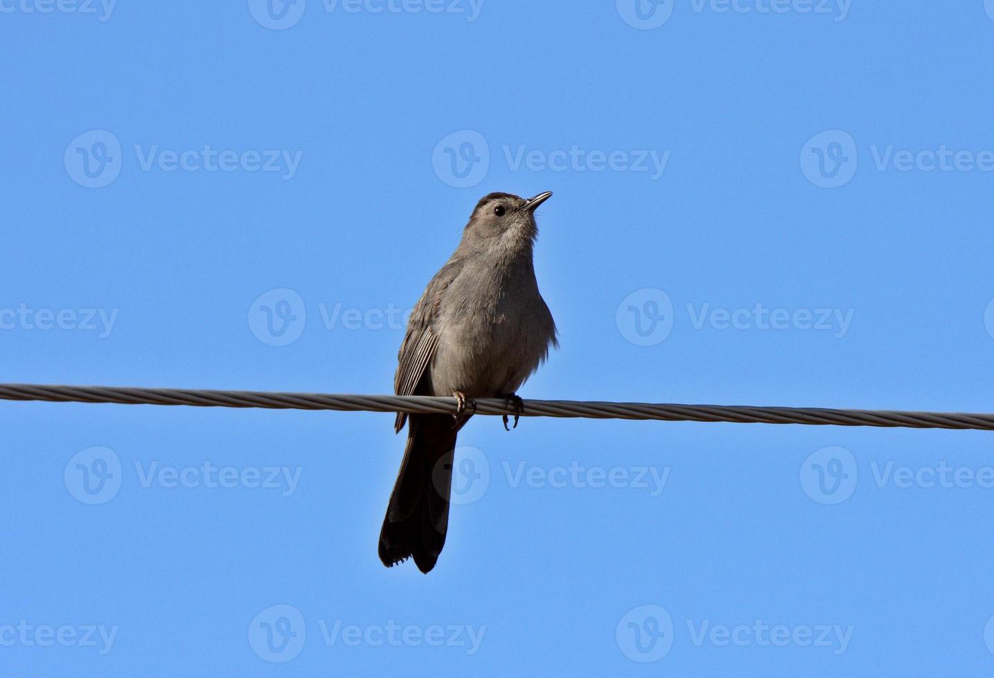 Flycather garganta de ceniza en el cable aéreo foto