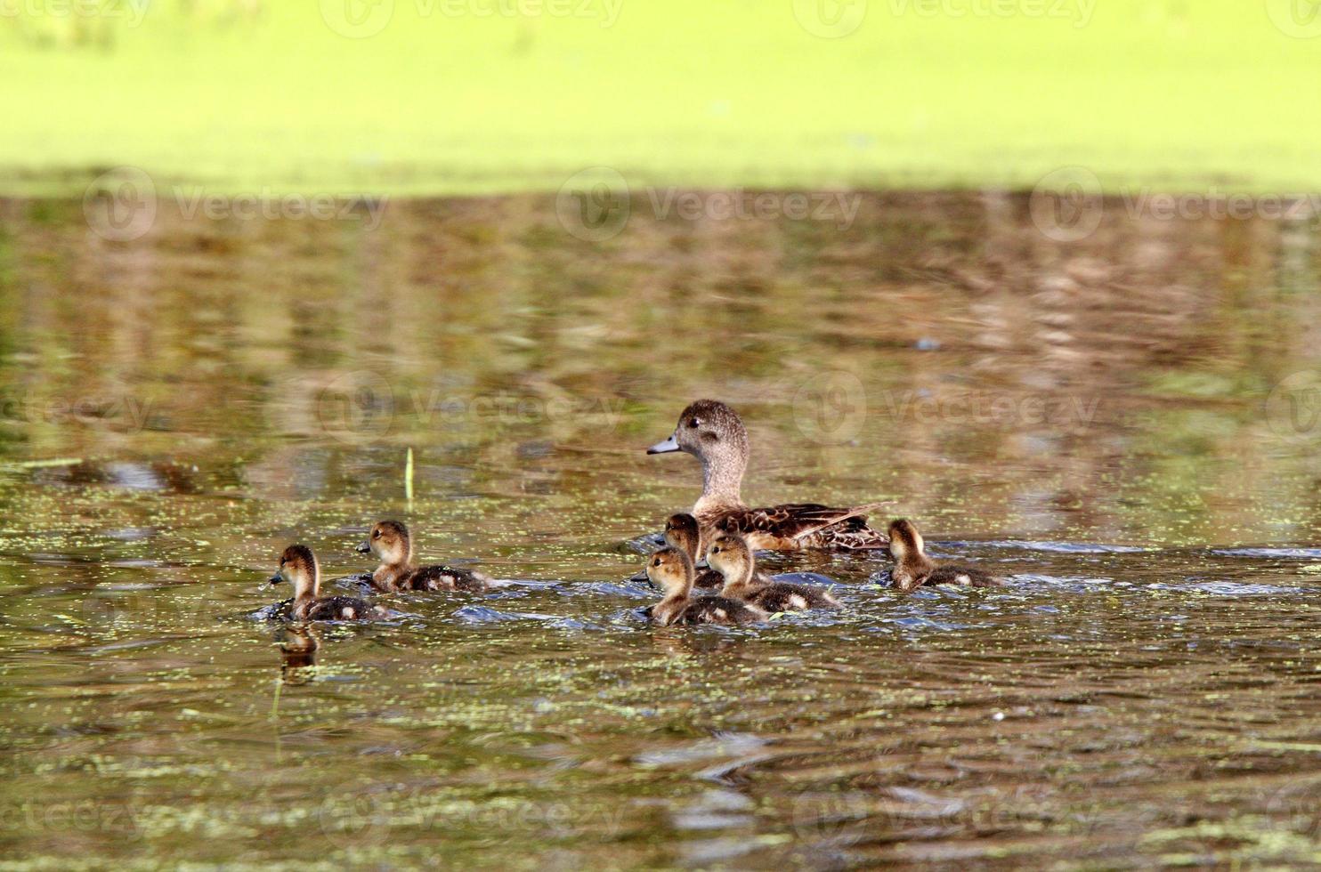 Hen and ducklings swimming in roadside pond photo