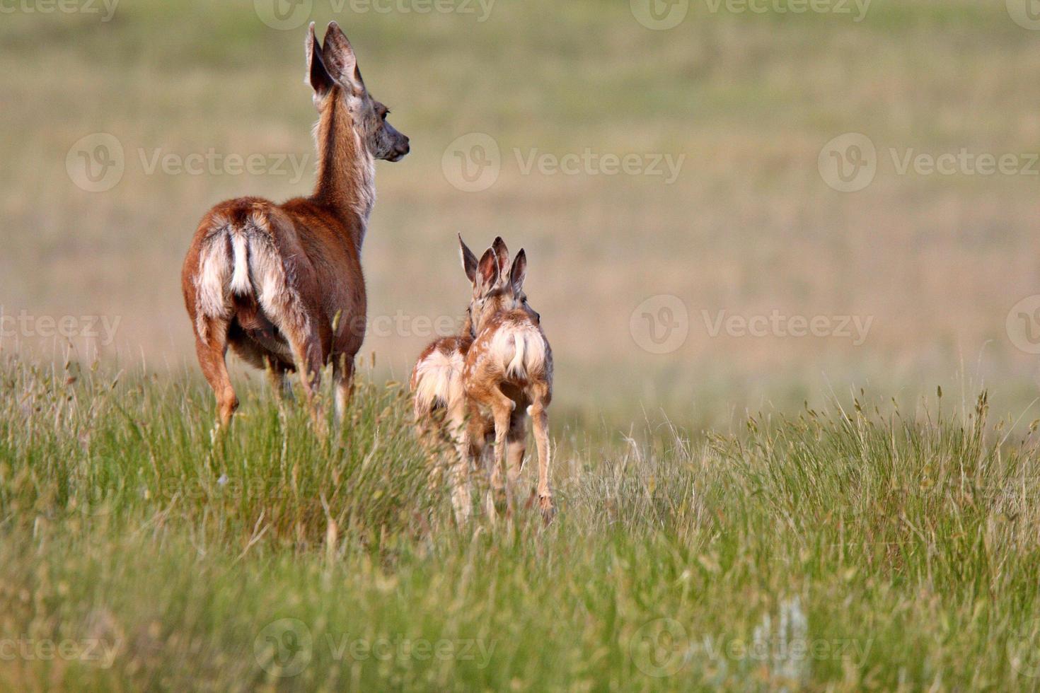 Mule Deer doe with fawns in Saskatchewan photo