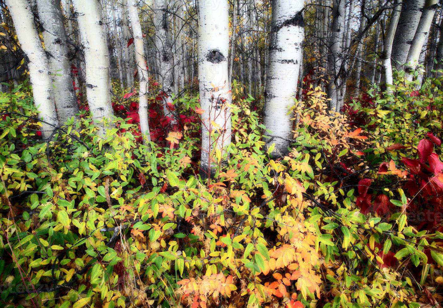 colores de otoño en un bosque del norte de columbia británica foto