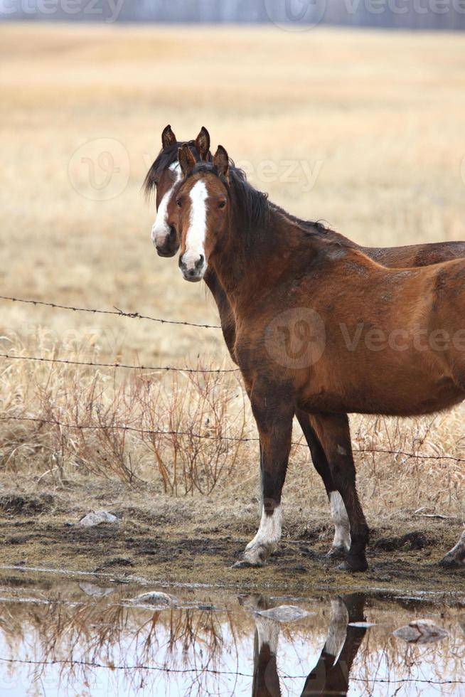 caballos en pasto Canadá foto