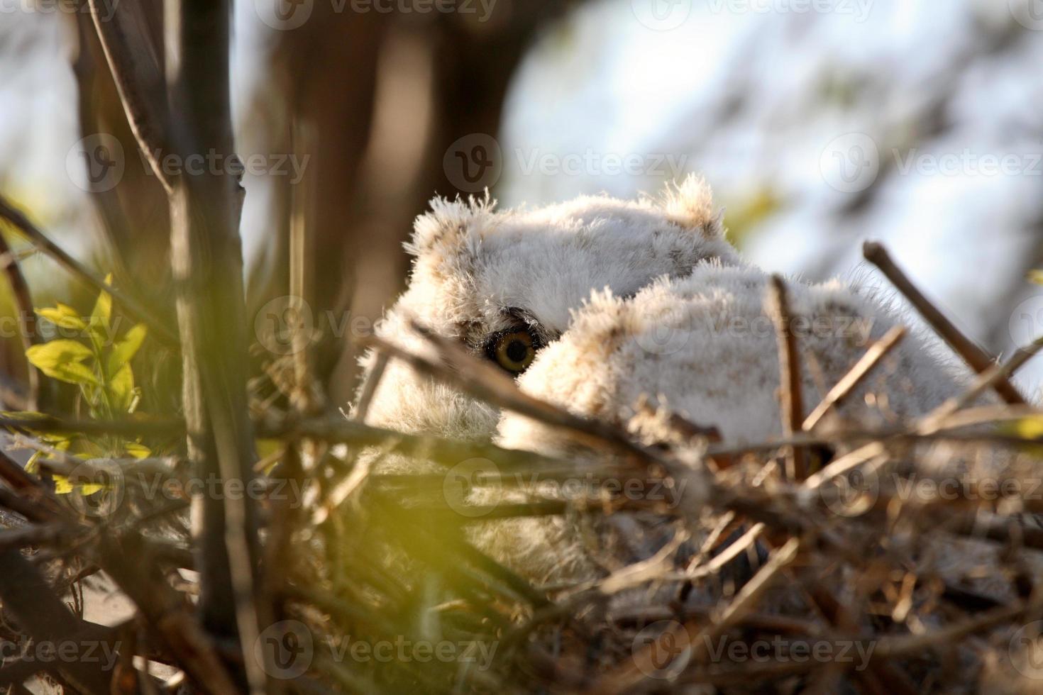 Owlets in nest in Saskatchewan photo