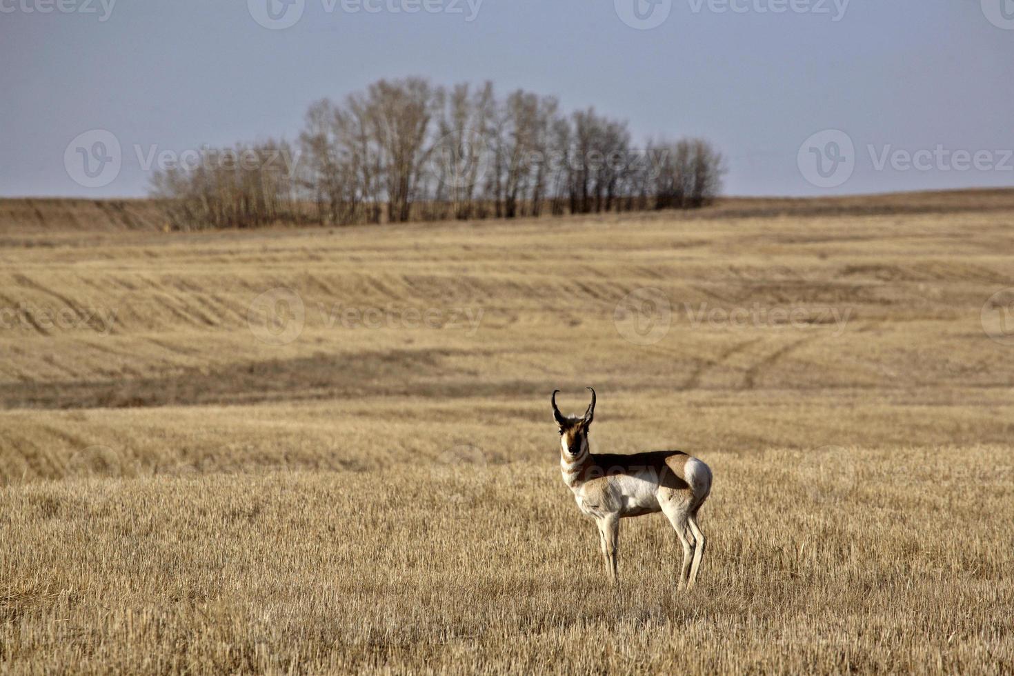 Male Pronghorn Antelope in stubble field photo