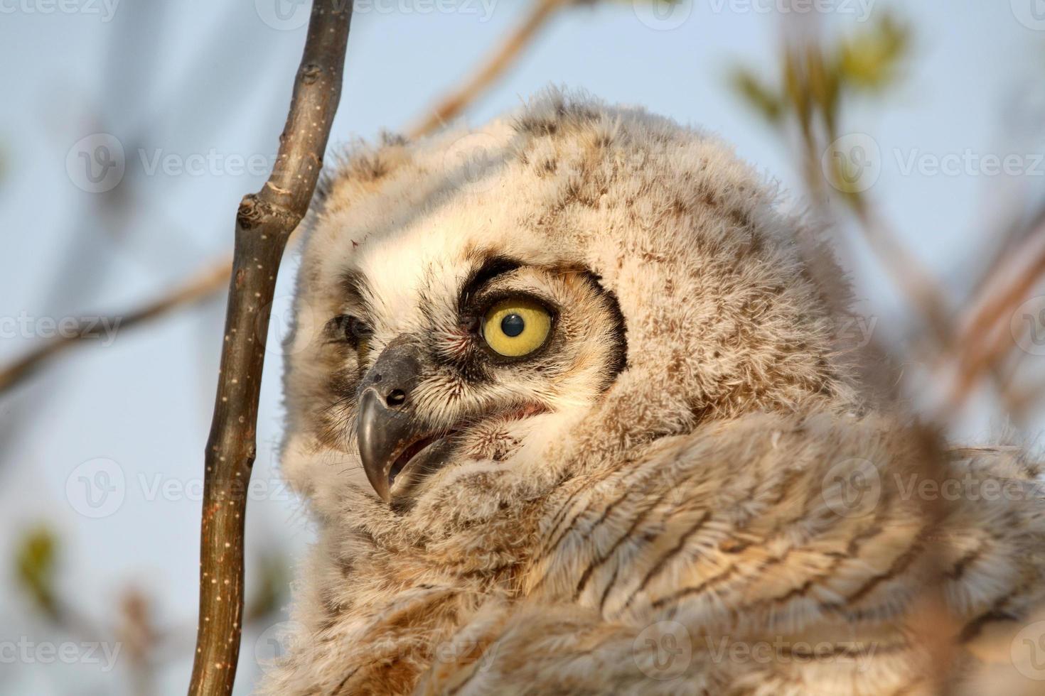 Owlet in nest in Saskatchewan photo