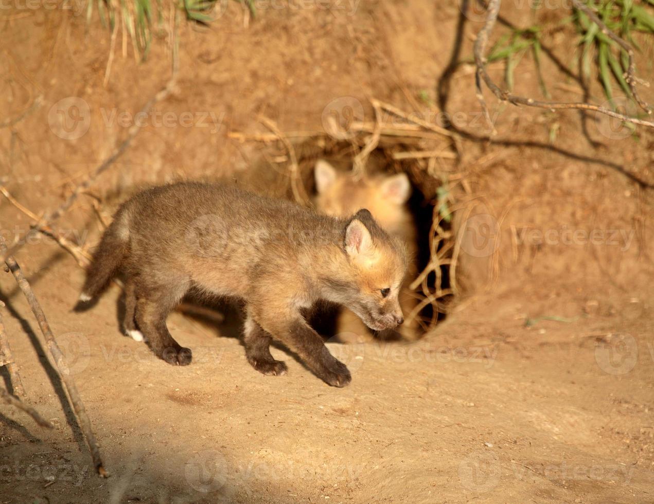 kits de zorro rojo en la entrada de la guarida en saskatchewan foto