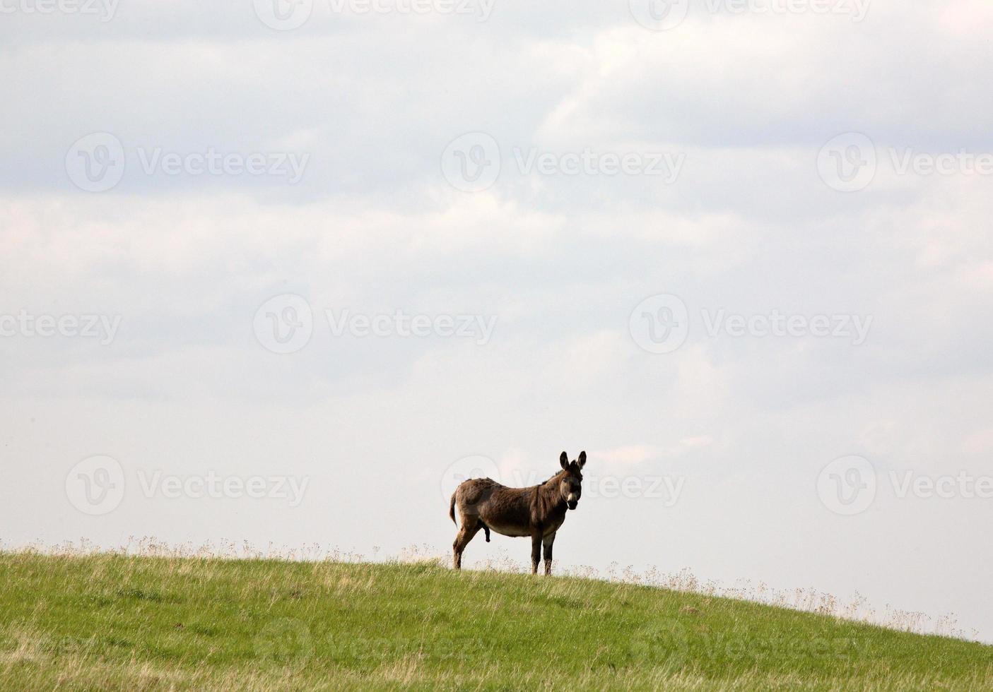 burro en un pasto de saskatchewan foto