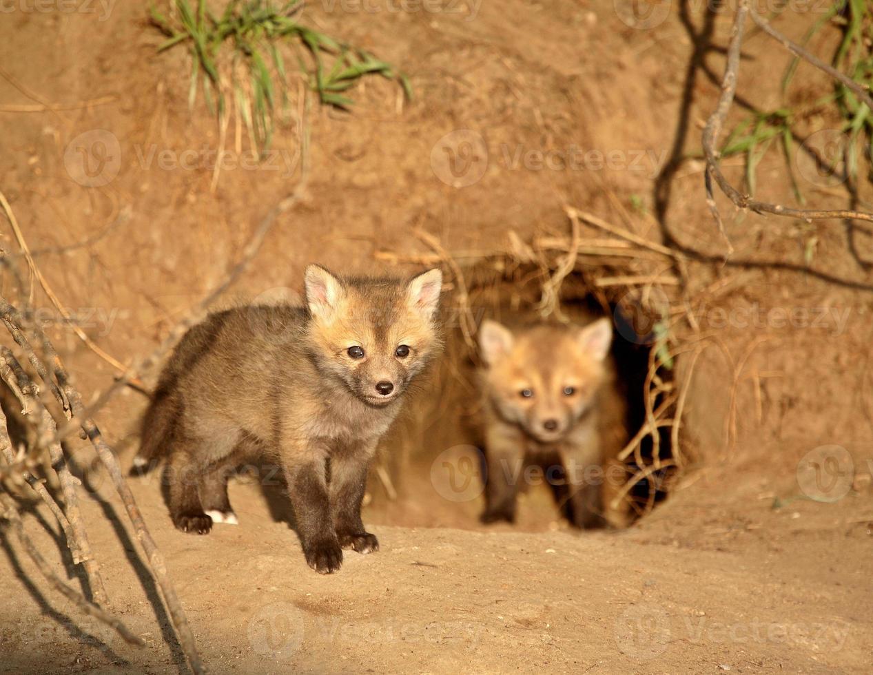 Red Fox kits at den entrance in Saskatchewan photo