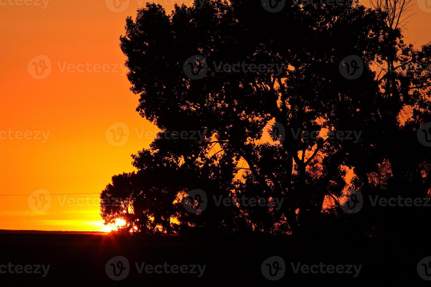 Sun setting behind a Saskatchewan tree photo