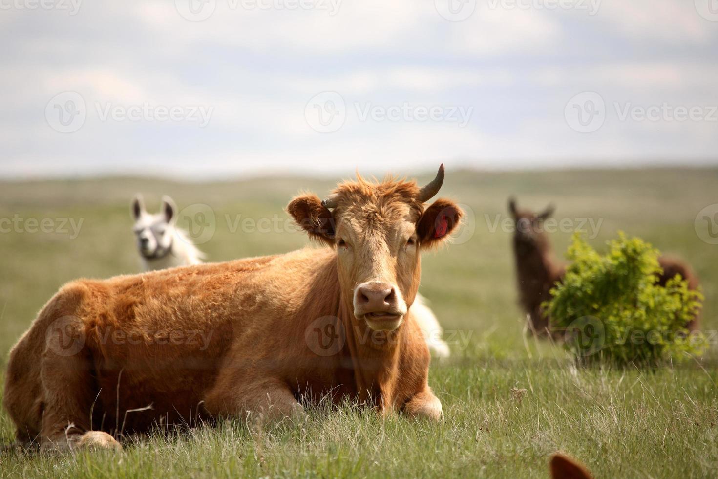 Llama peaking over a cow's back in scenic Saskatchewan photo