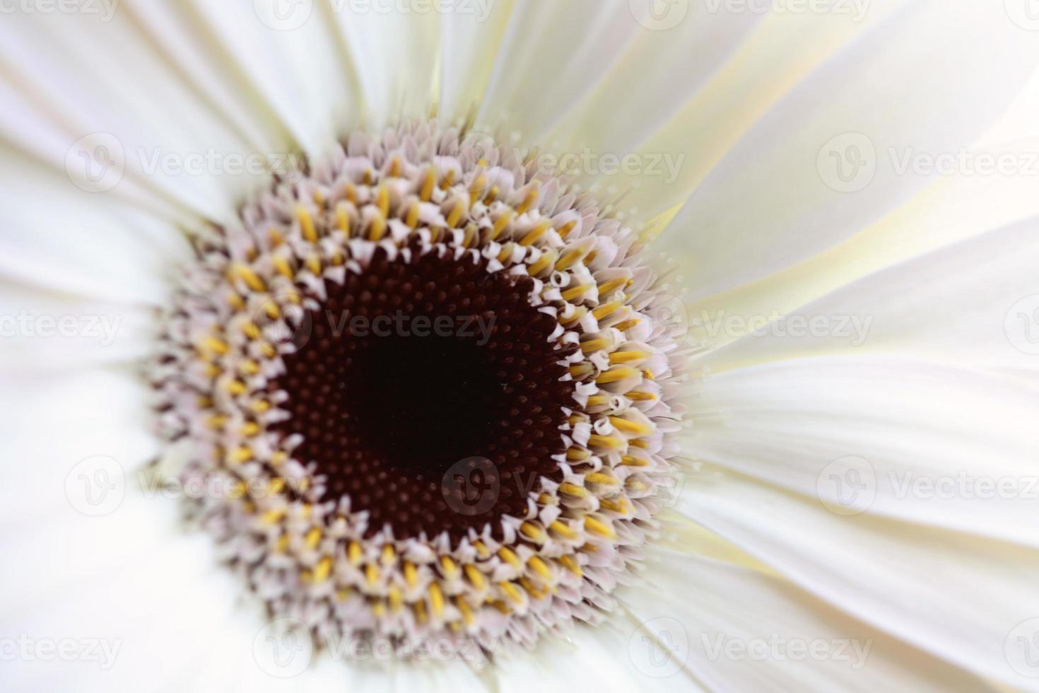 Macro close up of a daisy flower photo