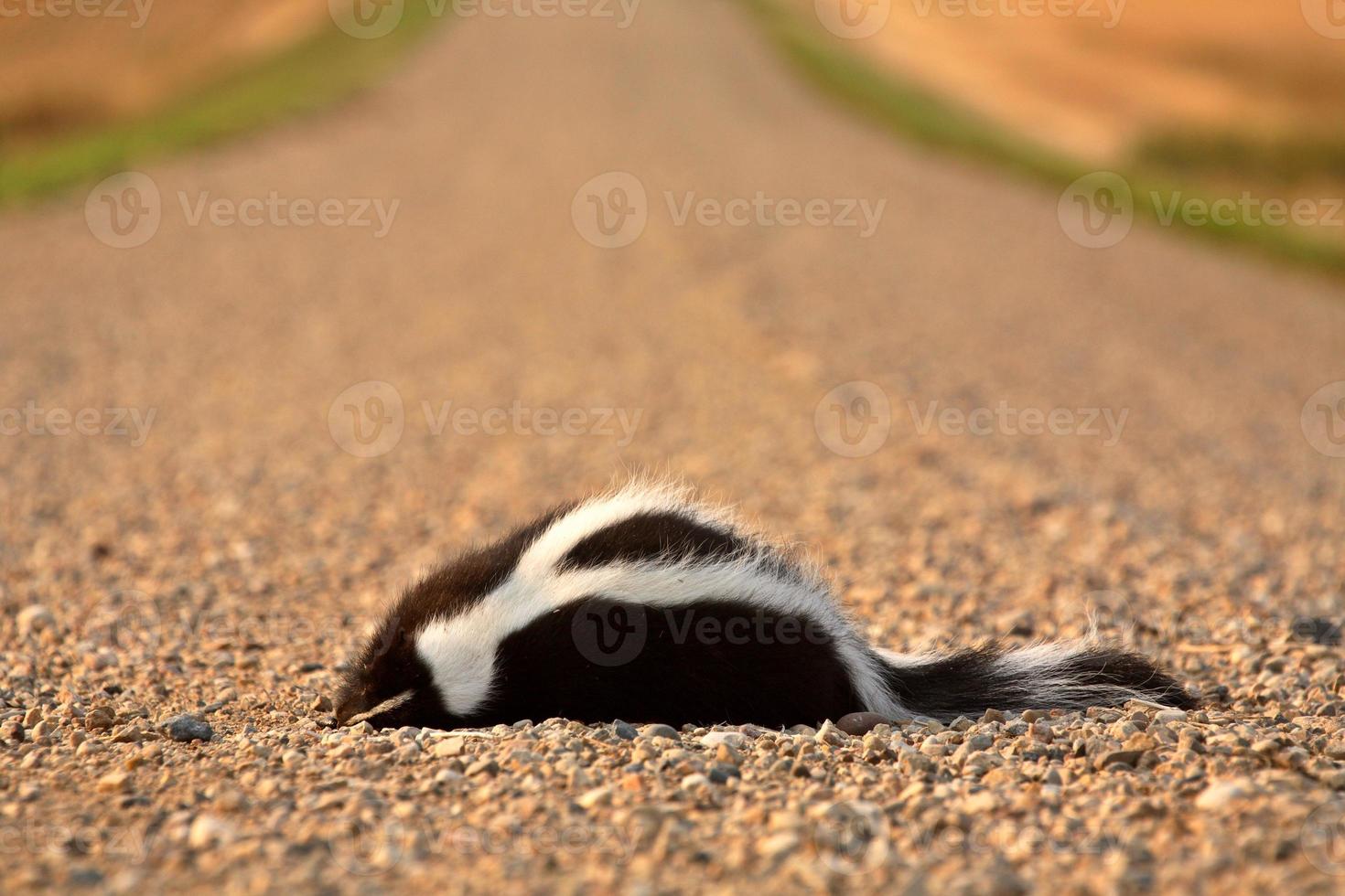 Dead skunk in the middle of a Saskatchewan country road 6253286 Stock