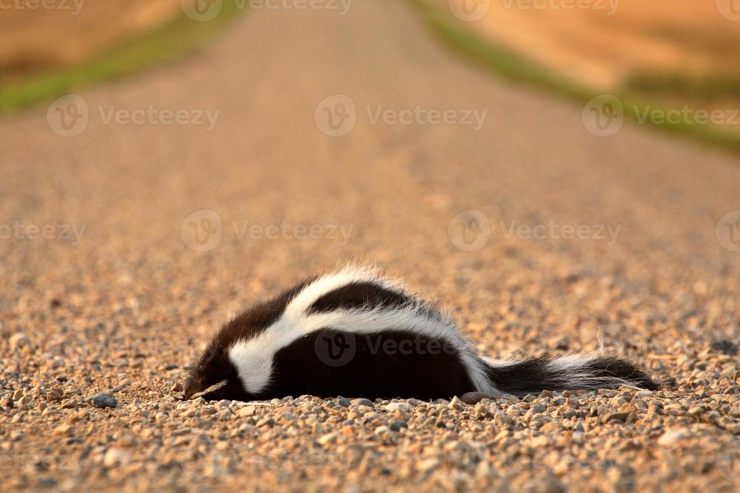 mofeta muerta en medio de una carretera rural de saskatchewan foto