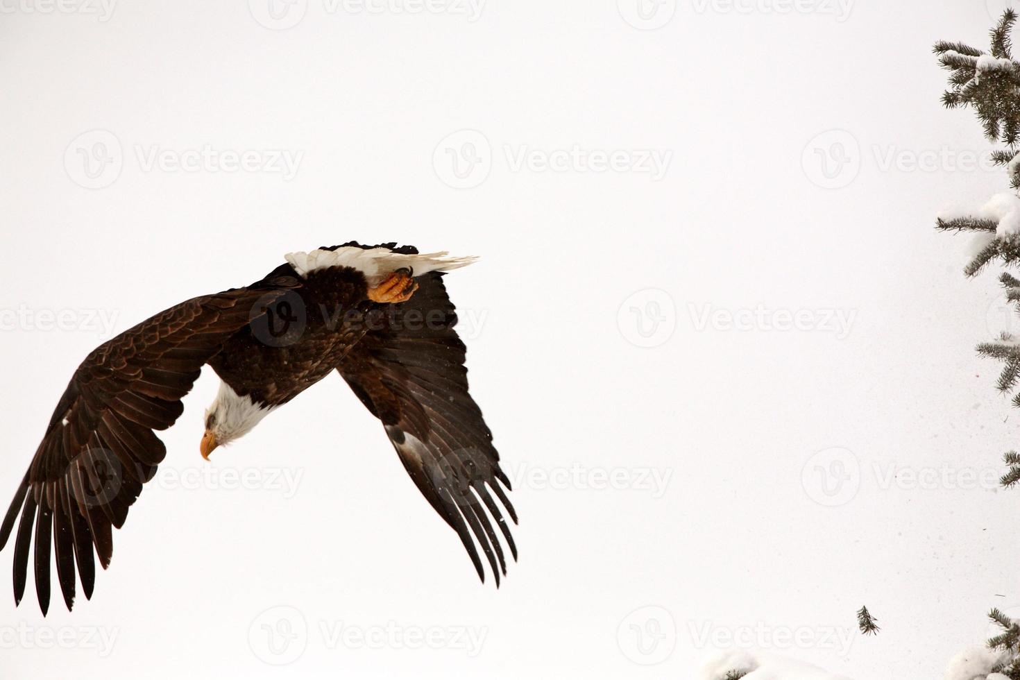 Bald Eagle taking flight from tree photo