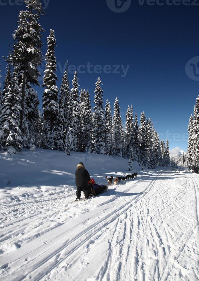 Dogsled racing in Alberta photo