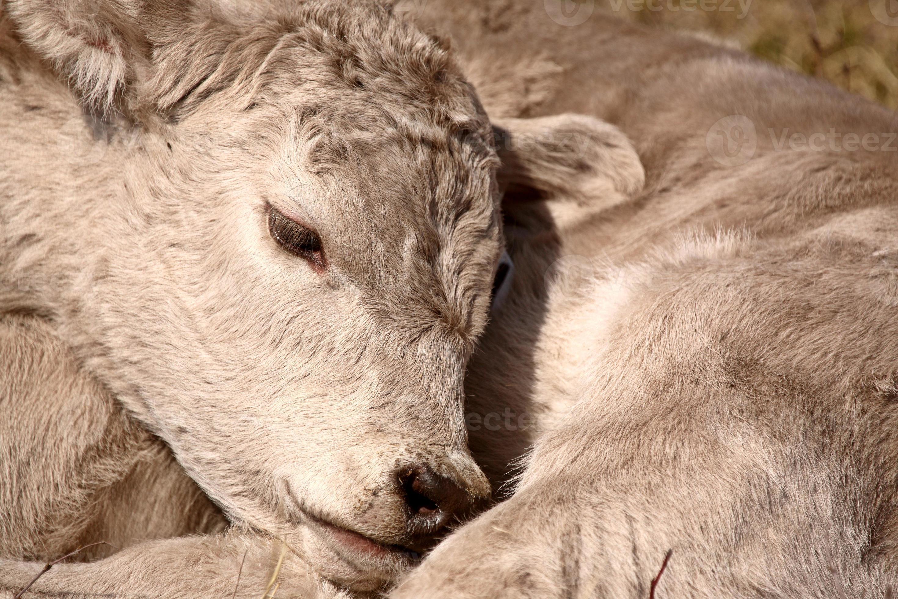 Young Calf sleeping on its shoulde 6253317 Stock Photo at Vecteezy