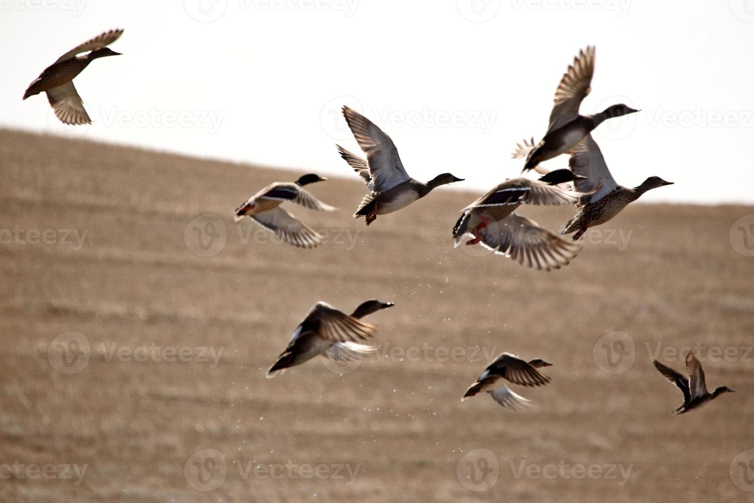 Ducks taking flight from pond photo