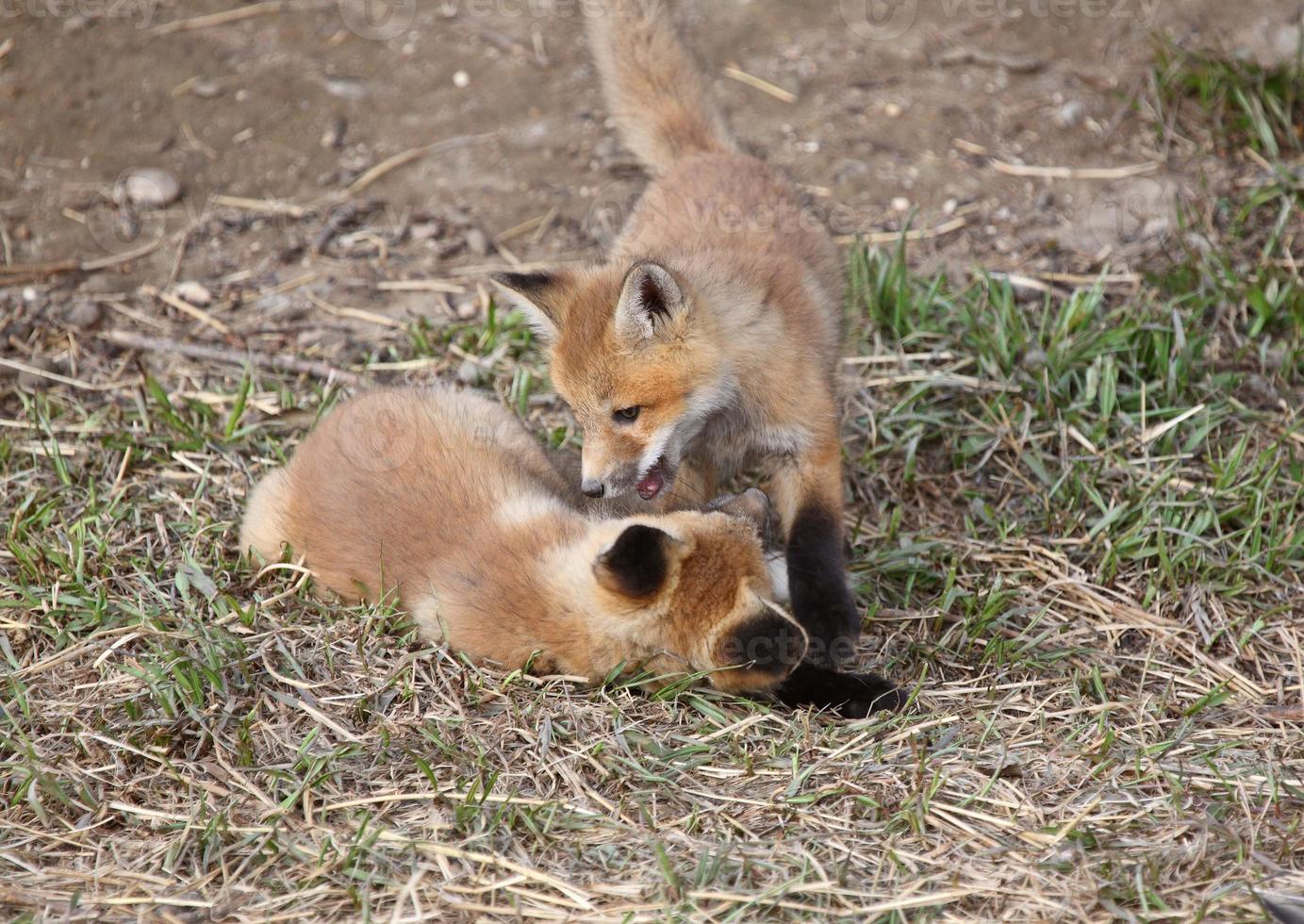 Two Red Fox pups playing outside their den photo