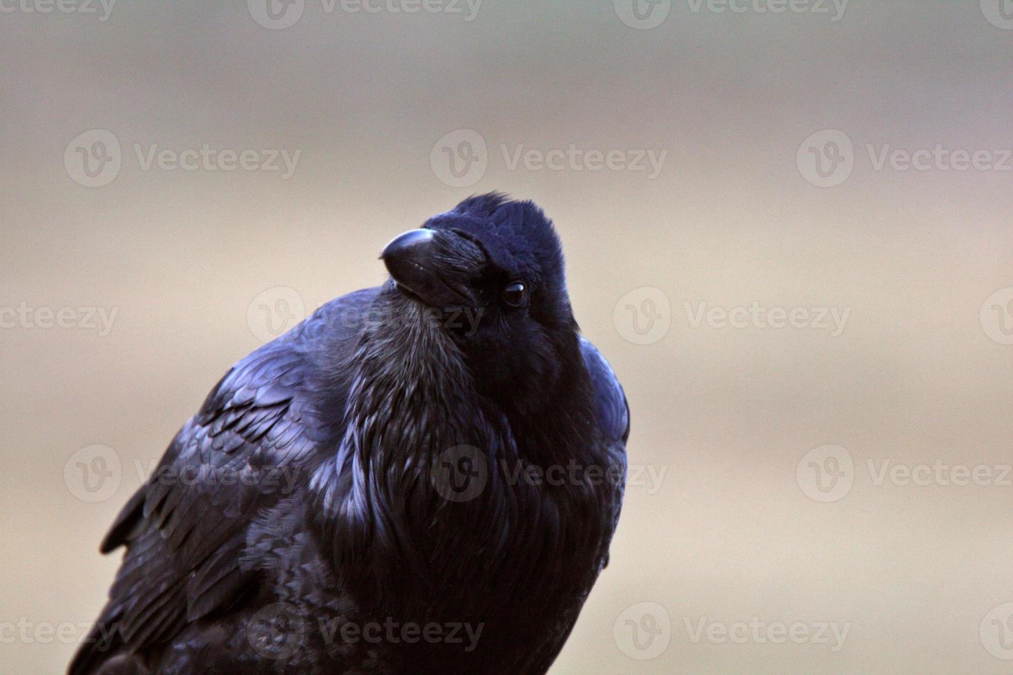 Close up of raven photo