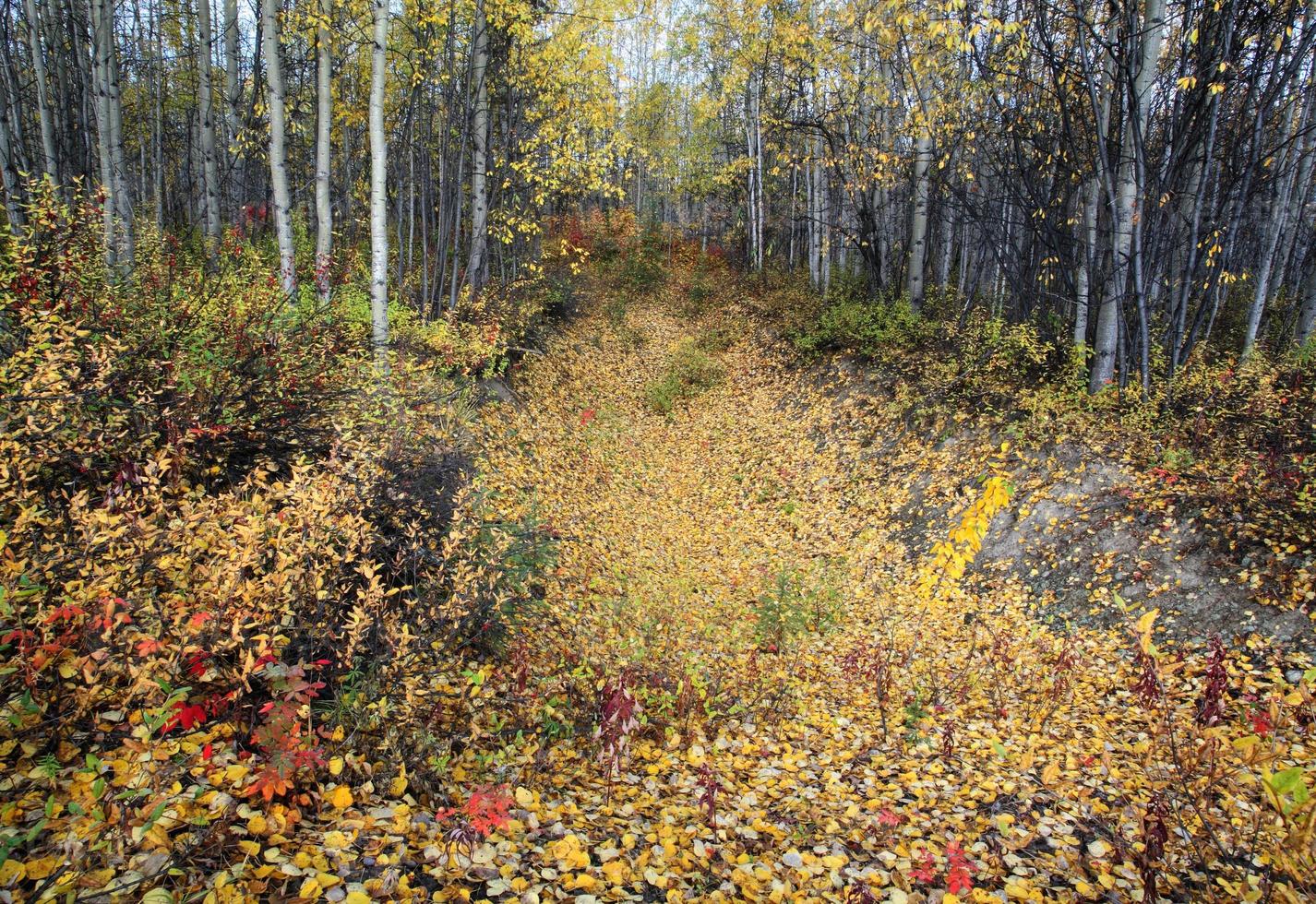 Autumn colors in a Northern British Columbia forest photo