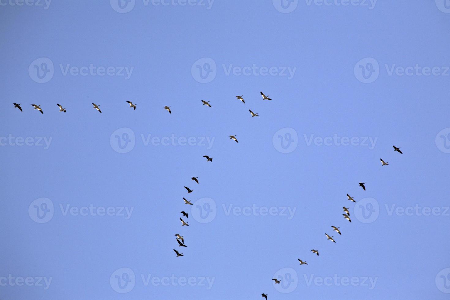 Snow Geese in flight photo