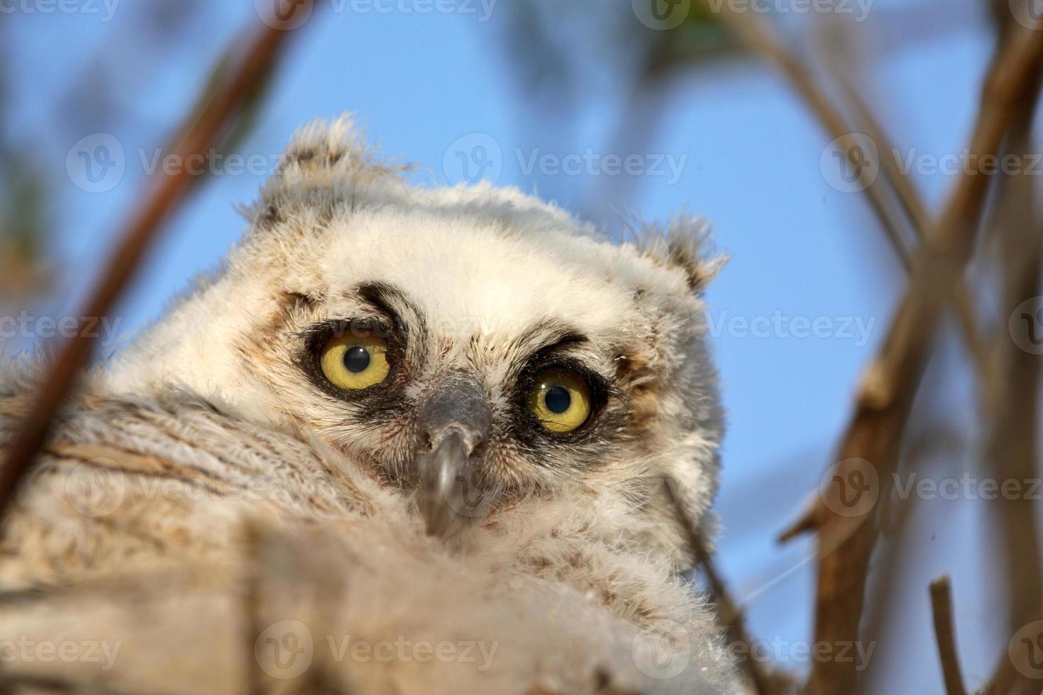 Owlet in nest in Saskatchewan photo