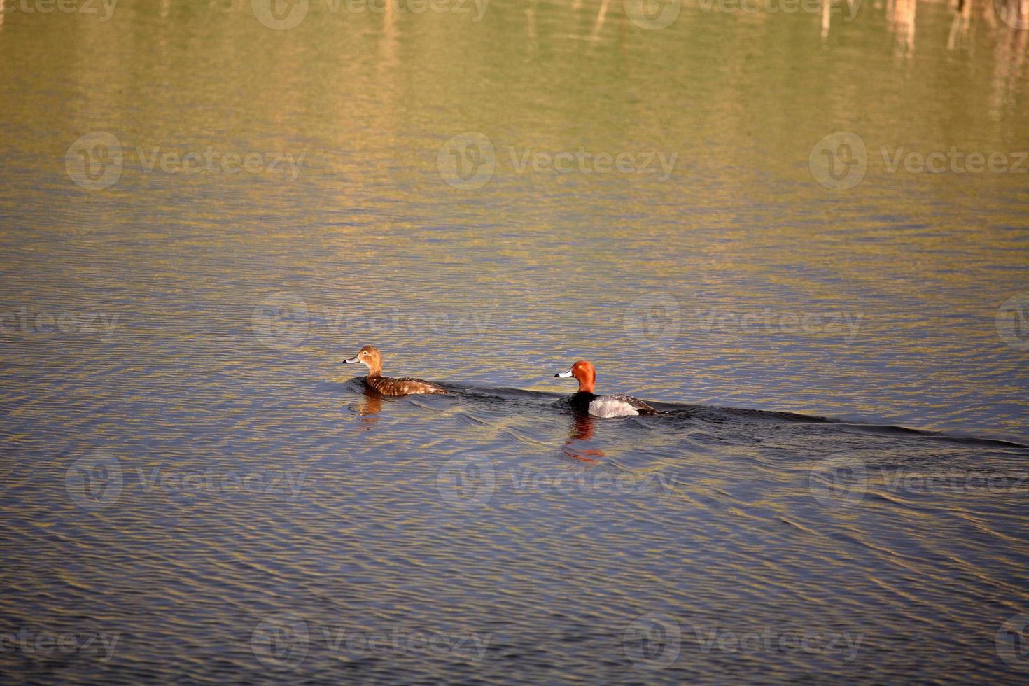 Redhead Ducks swimming in roadside pond photo