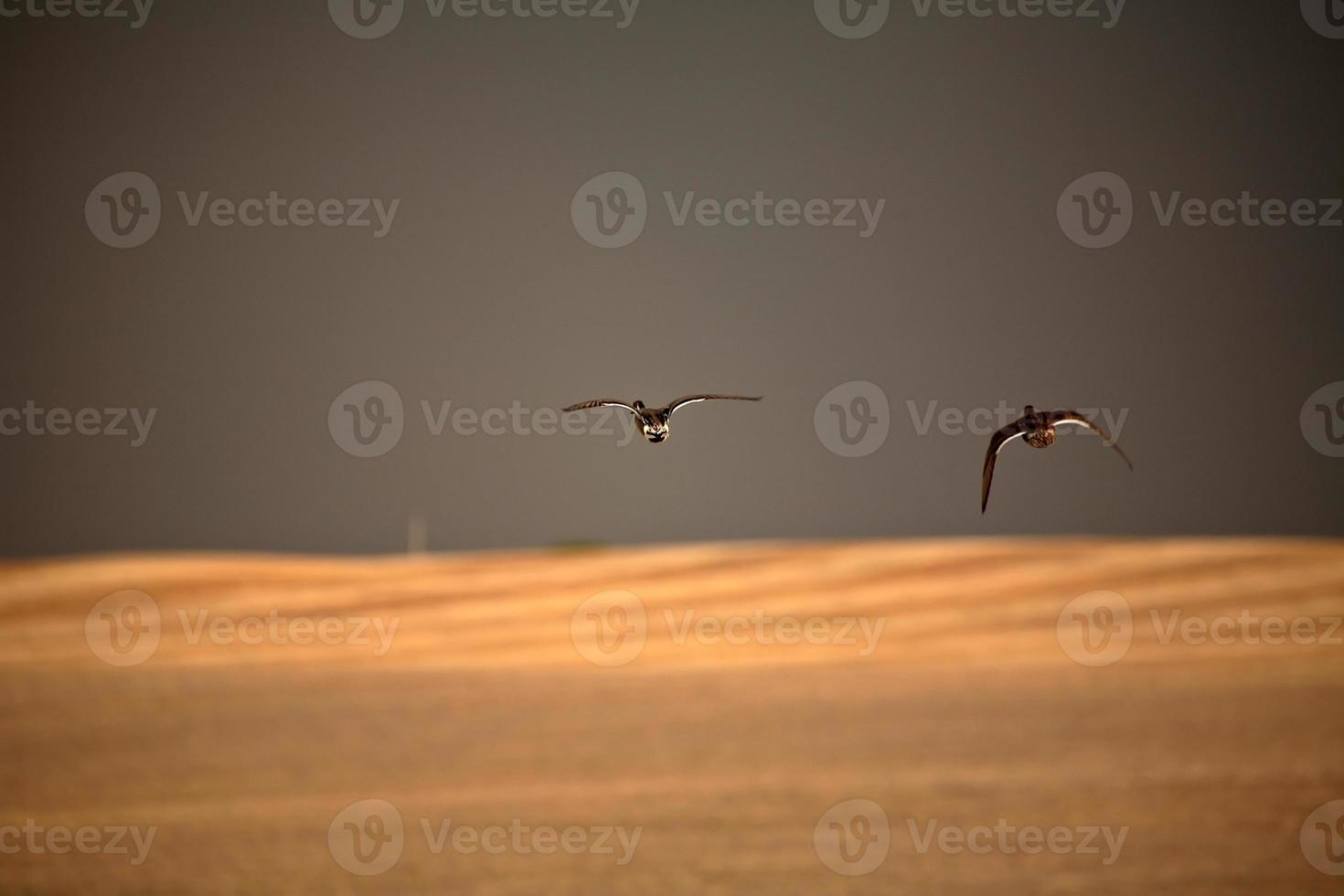 Two ducks in flight during stormy weather in Saskatchewan photo