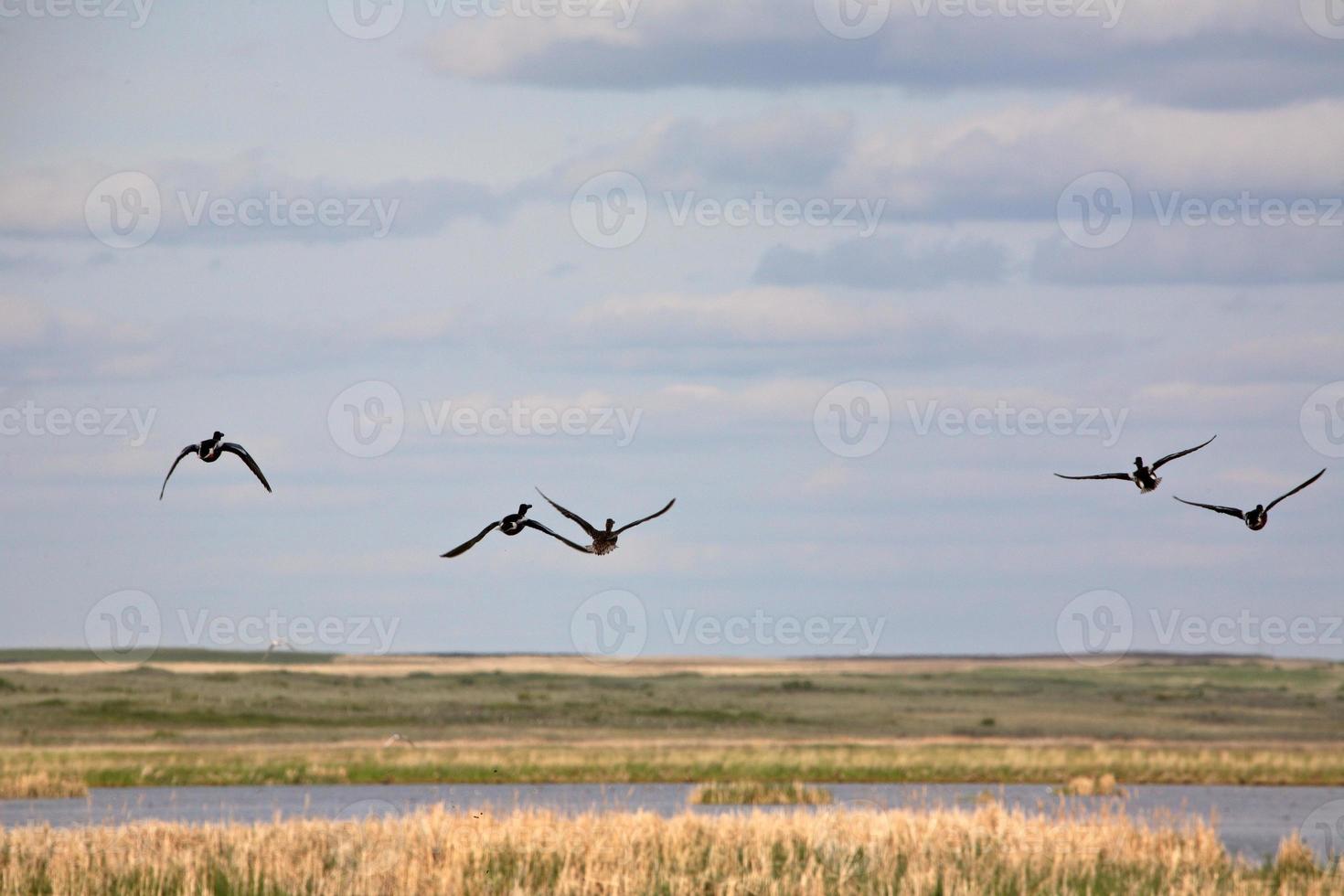 Ducks in flight over Chaplin Lake marshes in Saskatchewan photo