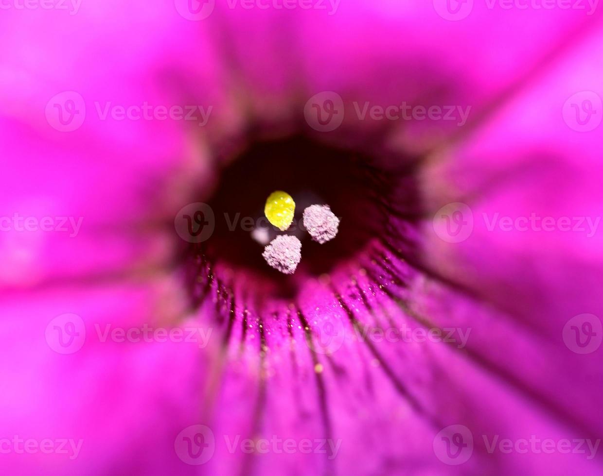 flor que florece en el pintoresco saskatchewan foto