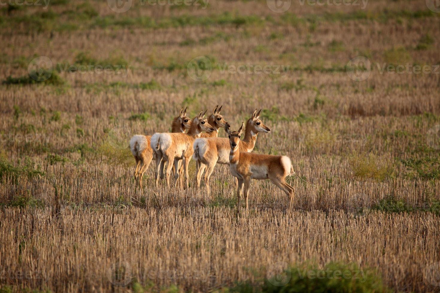 Young female antelopes in a Saskatchewan stubble field photo